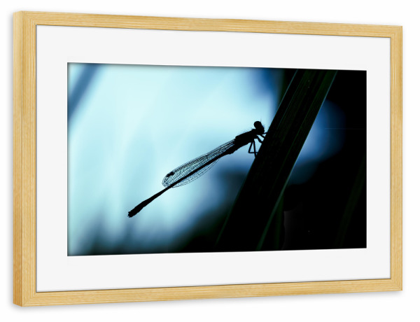Poster mit Rahmen kiefer "Peace Of The Dragonfly" artboxONE - Natur,Tiere,Für Mama