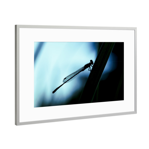 Poster mit Rahmen Silber "Peace Of The Dragonfly" artboxONE - Natur,Tiere,Für Mama