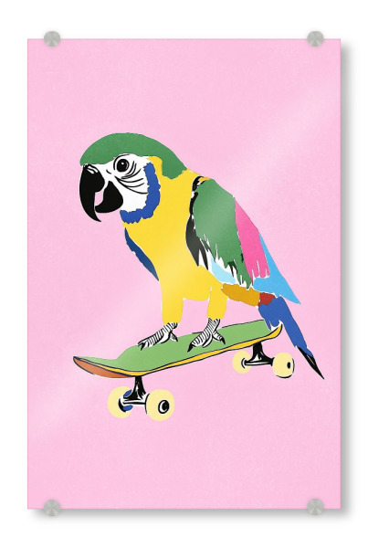 Acrylglasbild "Papagei auf Skateboard" artboxONE - Tiere,Sport,Lustig
