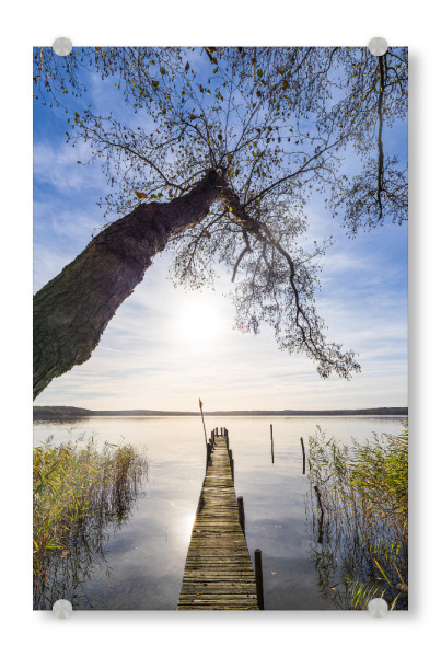 Acrylglasbild "Steg und Baum am Plauer See" artboxONE - Natur,Reise