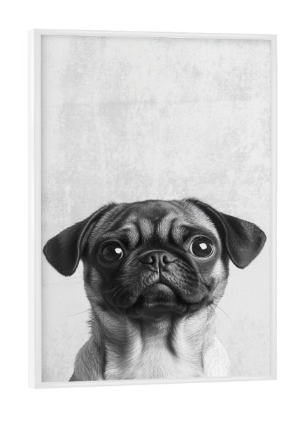 Poster mit weißem Rahmen "Milo der Mops" artboxONE - Tiere,Schwarzweiß,Lustig