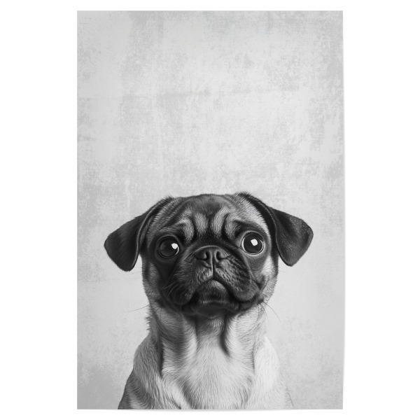 Poster 30x20 cm "Milo der Mops" artboxONE - Tiere,Schwarzweiß,Lustig