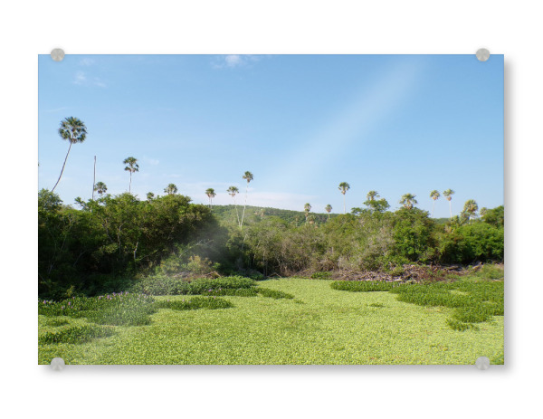Acrylglasbild "Swamp Landscape at South America" artboxONE - Natur,Reise,Reise / Länder