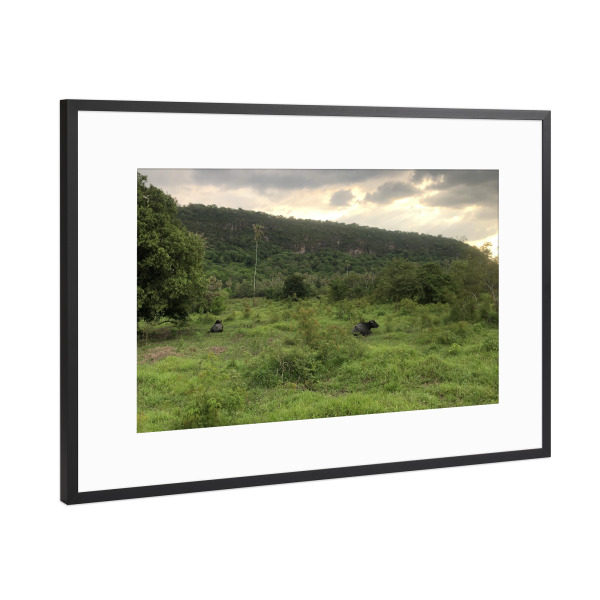 Poster mit Rahmen Schwarz (Metallic) "Resting Buffalos in jungle" artboxONE - Reise,Tiere,Reise / Asien,Reise / Länder