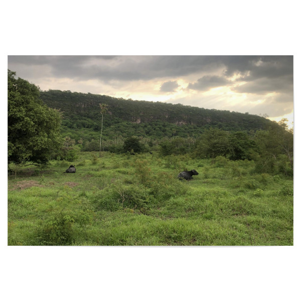Poster "Resting Buffalos in jungle" artboxONE - Reise,Tiere,Reise / Asien,Reise / Länder