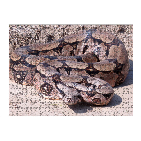 Puzzle Ravensburger "Eine Boa" artboxONE - Natur,Reise,Tiere,Reise / Länder