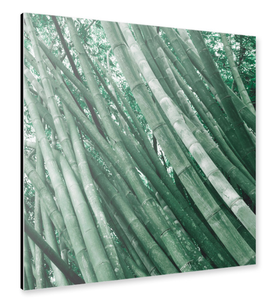 Alu-Dibond "Pale Green Bambus" 30x30 cm artboxONE