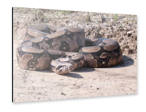 Alu-Dibond "Boa Constrictor" 30x20 cm artboxONE