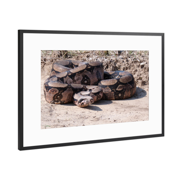 Poster mit Rahmen Schwarz (Metallic) "Boa Constrictor" artboxONE - Natur,Reise,Tiere,Reise / Länder