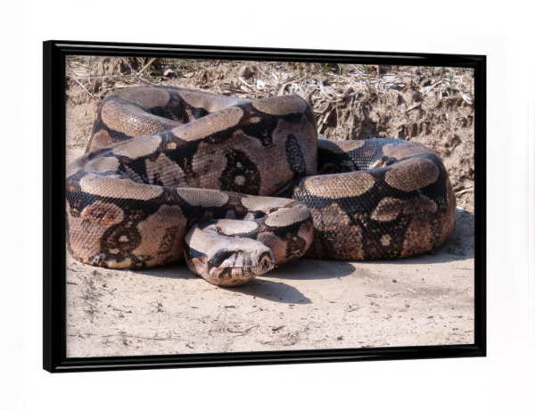 Poster mit schwarzem Rahmen "Boa Constrictor" artboxONE - Natur,Reise,Tiere,Reise / Länder