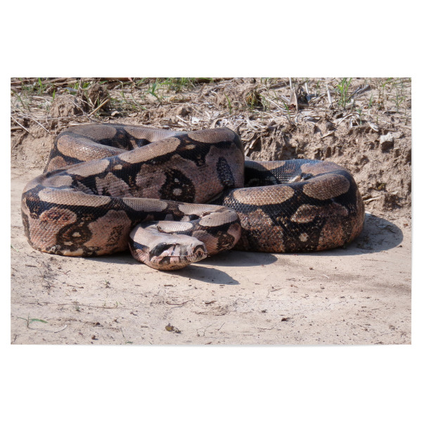 Poster "Boa Constrictor" artboxONE - Natur,Reise,Tiere,Reise / Länder