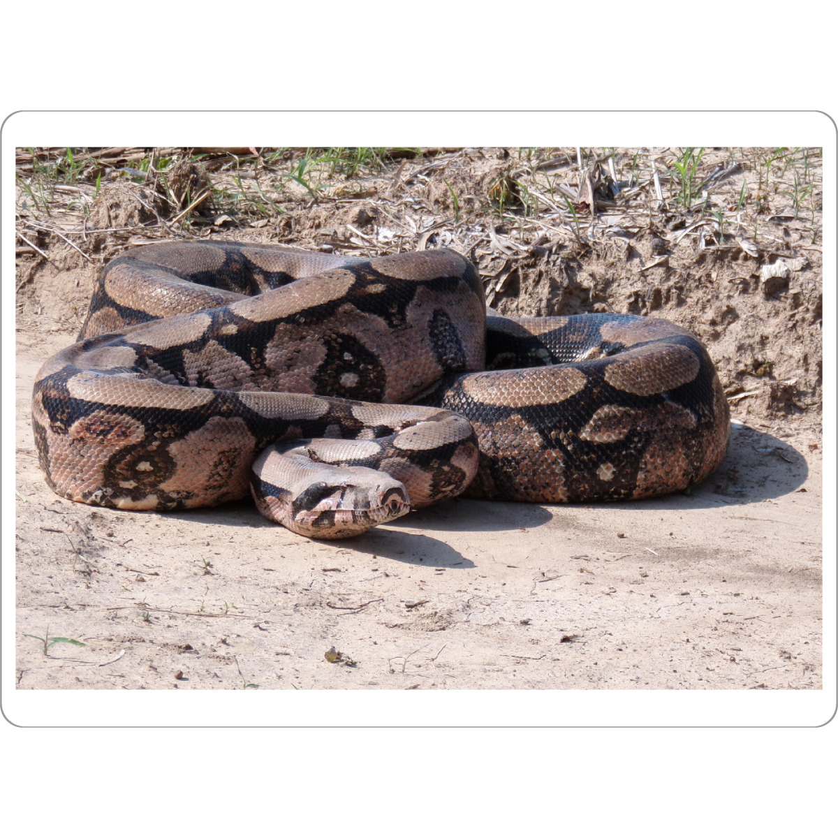Tischset "Boa Constrictor" artboxONE - Natur,Reise,Tiere,Reise / Länder