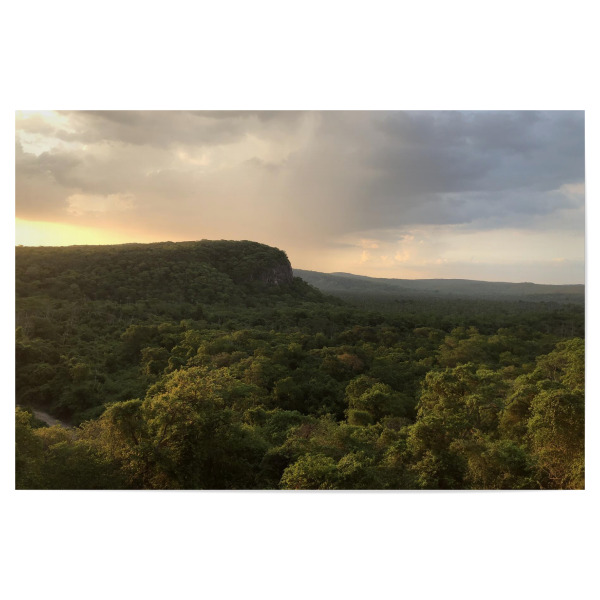 Poster "Der Dschungel" artboxONE - Natur,Reise,Reise / Länder