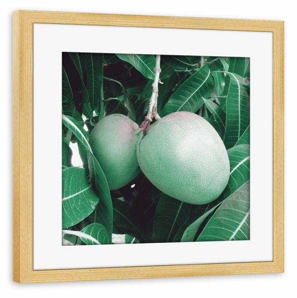 Poster mit Rahmen kiefer "Pale Green Mangos" artboxONE - Natur,Reise,Floral,Reise / Asien,Reise / Länder