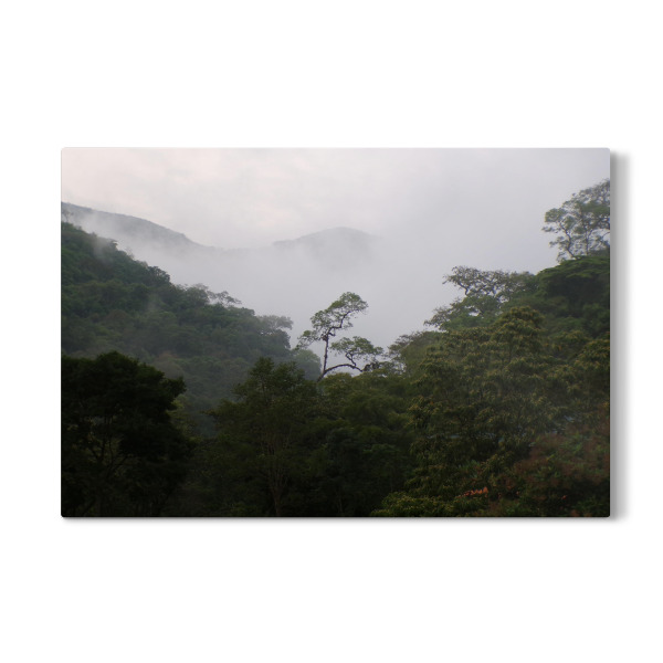 Galerie-Print "Nebel im Regenwald" 30x20 cm artboxONE