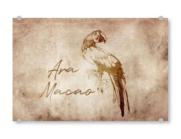 Acrylglasbild "Ara vintage" artboxONE - Tiere - Ara,Papagei,Parrot,Vintage,Retro,Alt,Rustikal,Rustic,Tier,Tiere,Animal,Animals,Bird,Birds,Vogel vögel
