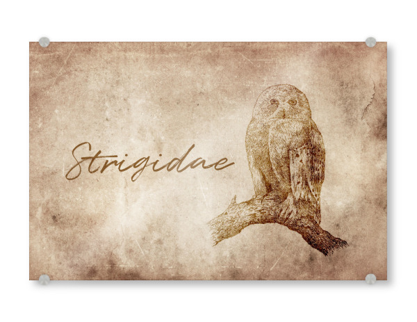 Acrylglasbild "Owl vintage" artboxONE - Tiere - Eule,Owl,Uhu,Kauz,Vintage,Retro,Alt,Rustikal,Rustic,Vogel vögel,Animal animals,Bird birds,Tier tiere