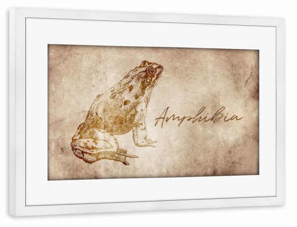 Poster mit Rahmen weiß "Frog vintage" artboxONE - Tiere
