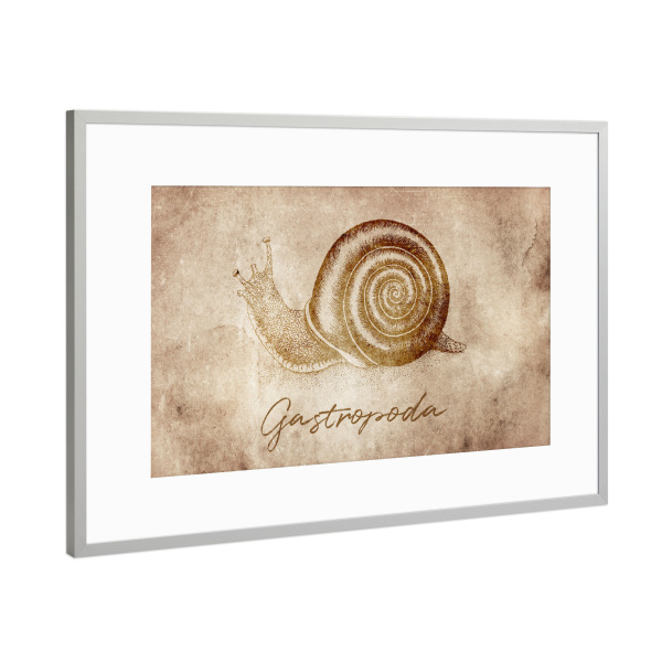 Poster mit Rahmen Silber "Snail vintage" artboxONE - Tiere