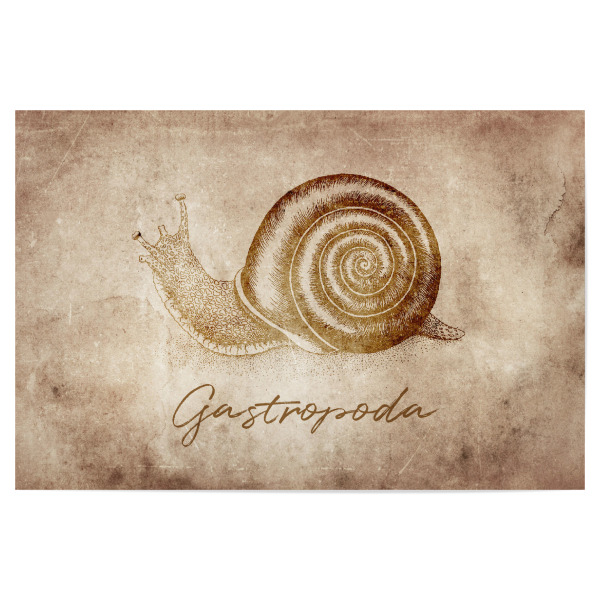 Poster "Snail vintage" artboxONE - Tiere - Schnecke,Snail,Schneckenhaus,Weinbergschnecke,Vintage,Retro,Alt,Rustikal,Rustic,Tier,Tiere,Animal,Animals