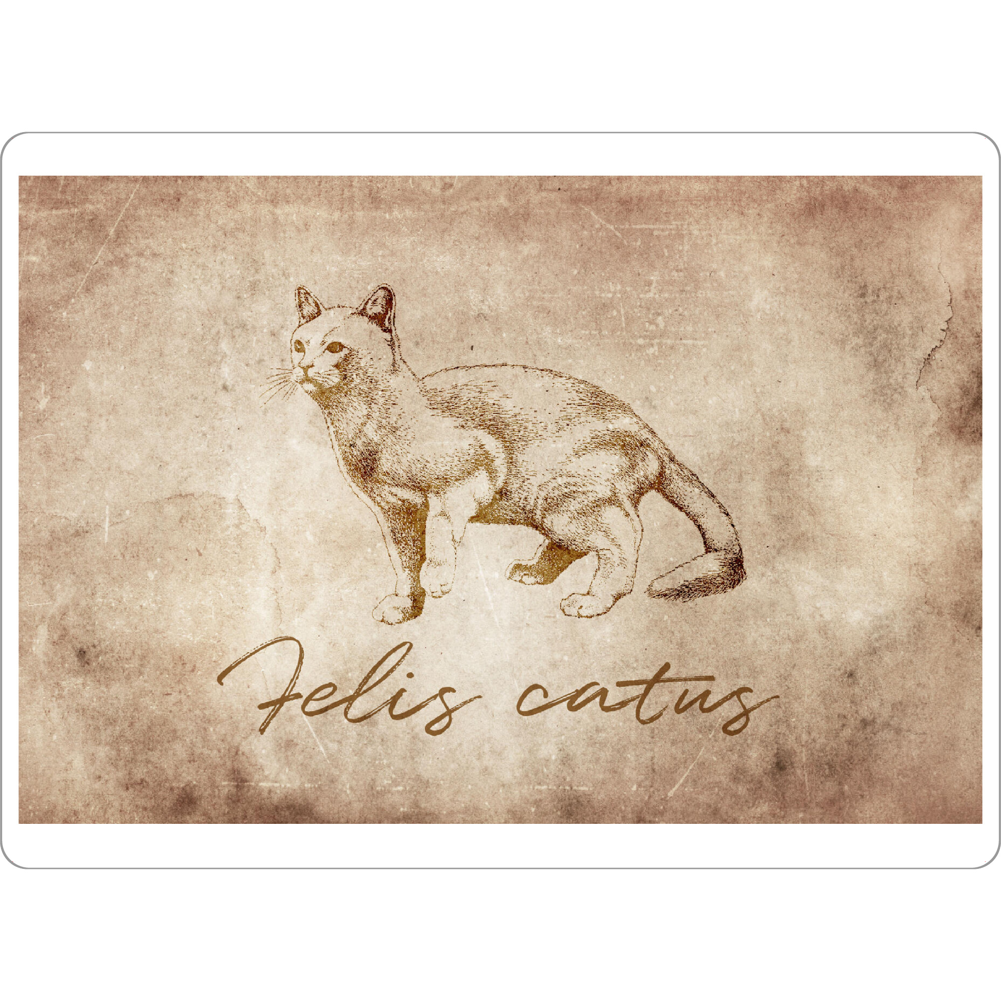 Tischset "Cat vintage" artboxONE - Tiere - Cat,Vintage,Katze,Kater,Hsuskatze,Retro,Alt,Rustikal,Rustic,Tier,Tiere,Animal,Animals - Bild cat