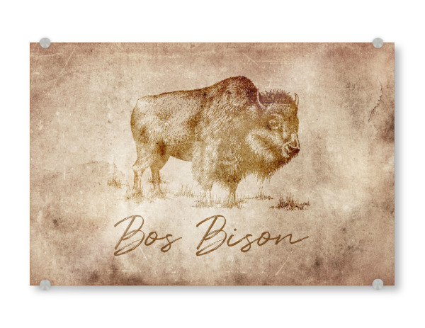 Acrylglasbild "Bison vintage" artboxONE - Tiere