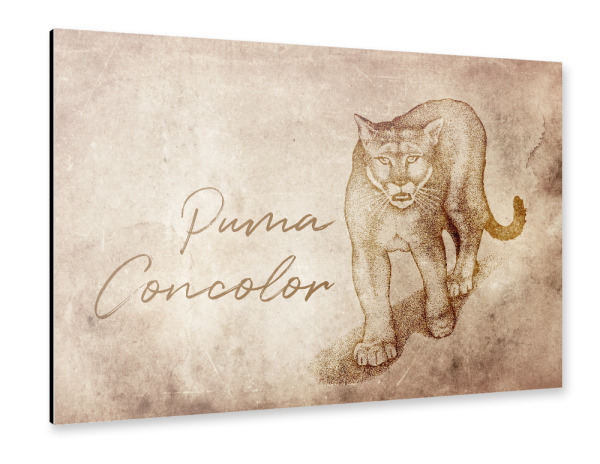 Alu-Dibond "Puma vintage" 75x50 cm artboxONE