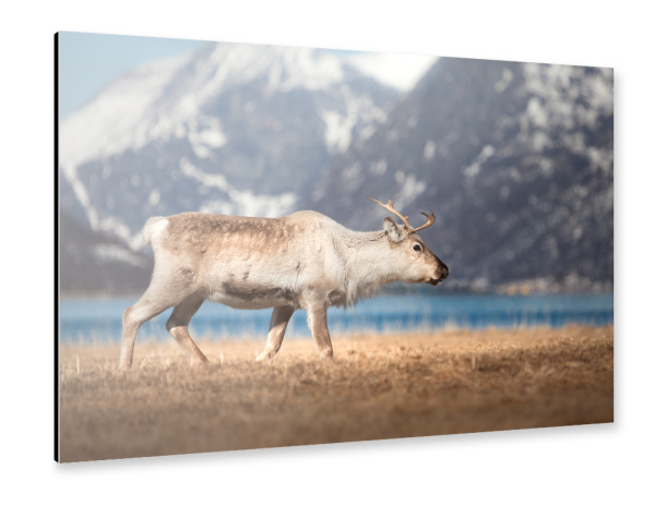 Alu-Dibond "Rentier am Fjord" 30x20 cm artboxONE