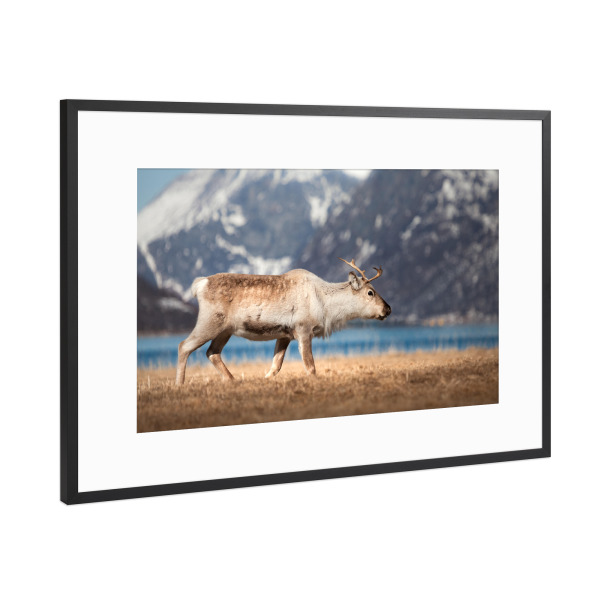 Poster mit Rahmen Schwarz (Metallic) "Rentier am Fjord" artboxONE - Natur,Tiere - Norwegen,Norwegische küste,Skandinavien,Rentiere,Naturfoto,Lappland