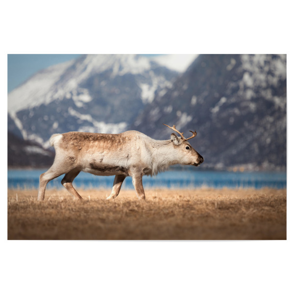 Poster 30x20 cm "Rentier am Fjord" artboxONE - Natur,Tiere - Norwegen,Norwegische küste,Skandinavien,Rentiere,Naturfoto,Lappland