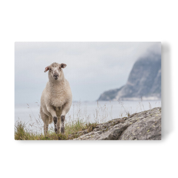 Leinwandbild "Schaf in Norwegen" artboxONE - Natur,Tiere - Norwegische küste,Skandinavien,Felsen,Natur,Naturfoto