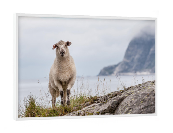 Poster mit weißem Rahmen "Schaf in Norwegen" artboxONE - Natur,Tiere - Norwegische küste,Skandinavien,Felsen,Natur,Naturfoto