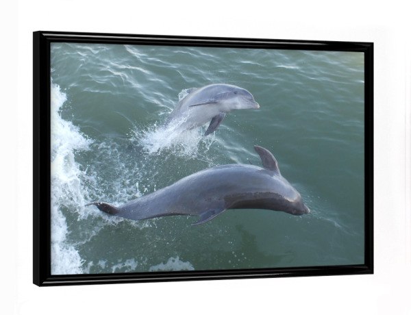 Poster mit schwarzem Rahmen "Two Jumping Dolphins" artboxONE - Natur,Reise,Tiere,Reise / Strand und Meer,Unterwasser