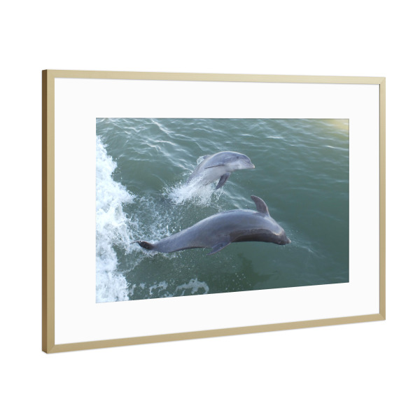 Poster mit Rahmen Gold "Two Jumping Dolphins" artboxONE - Natur,Reise,Tiere,Reise / Strand und Meer,Unterwasser