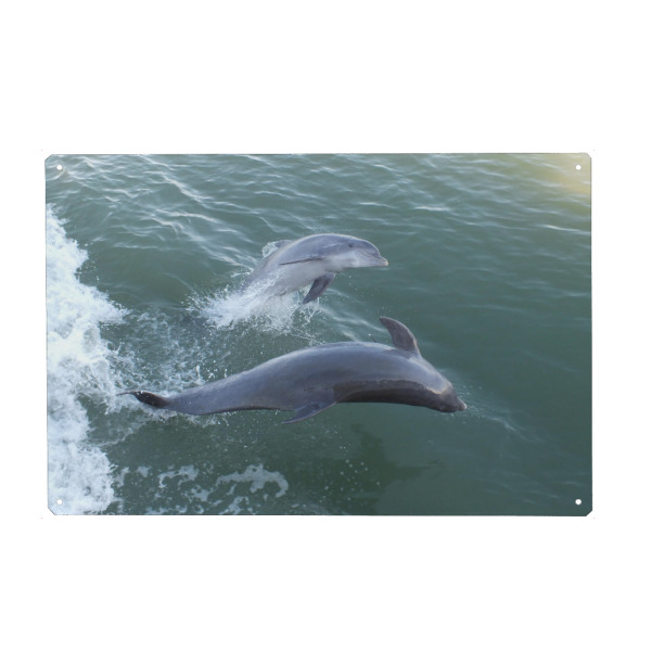 Metall Poster "Two Jumping Dolphins" artboxONE - Natur,Reise,Tiere,Reise / Strand und Meer,Unterwasser