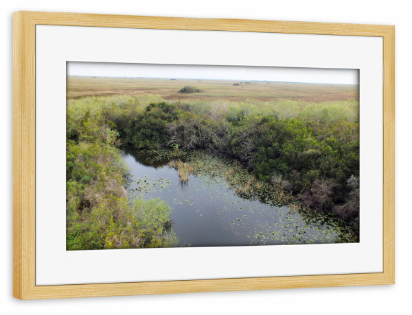 Poster mit Rahmen kiefer "Everglades Landscape" artboxONE - Natur,Reise,Reise / Länder