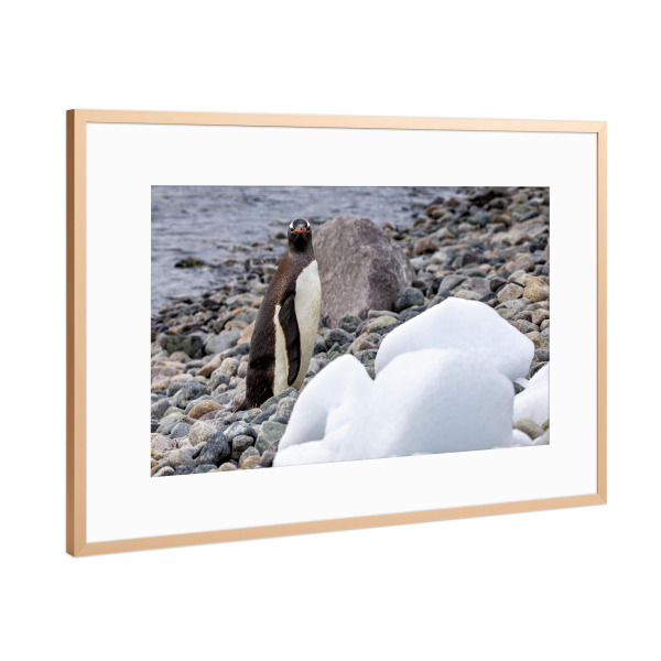 Poster mit Rahmen Kupfer "Pinguin am Strand" artboxONE - Natur,Reise,Tiere - Antarktis,Südpol,Pinguin,Eselspinguin,Vogel,Wildlife