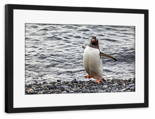 Poster mit Rahmen schwarz "Eselspinguin am Strand" artboxONE - Tiere - Antarktis,Südpol,Pinguin,Eselspinguin,Vogel,Wildlife