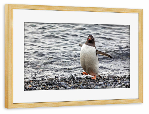 Poster mit Rahmen kiefer "Eselspinguin am Strand" artboxONE - Tiere - Antarktis,Südpol,Pinguin,Eselspinguin,Vogel,Wildlife
