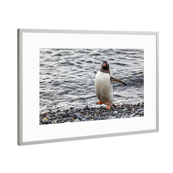 Poster mit Rahmen Silber "Eselspinguin am Strand" artboxONE - Tiere - Antarktis,Südpol,Pinguin,Eselspinguin,Vogel,Wildlife