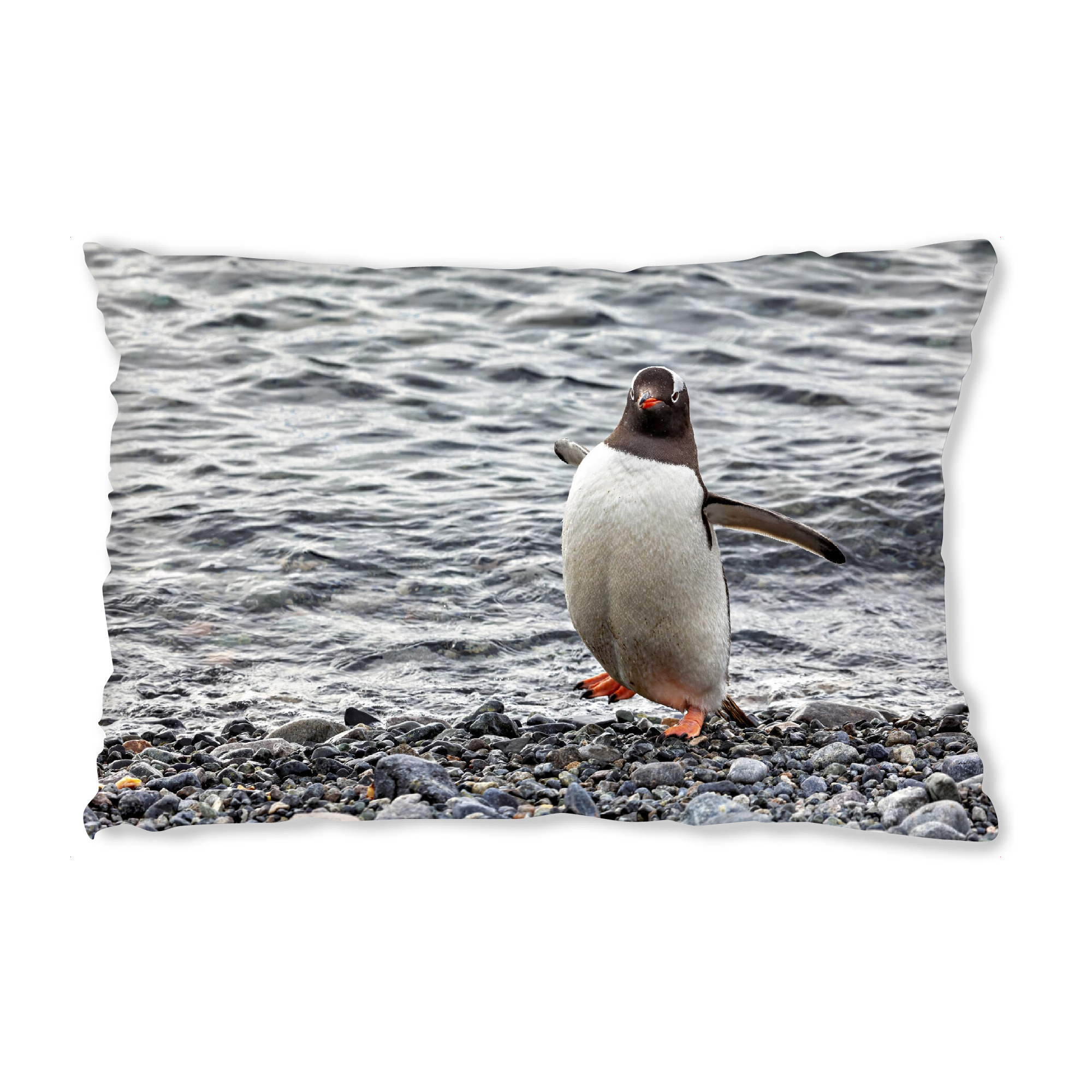Design-Kissen "Eselspinguin am Strand" artboxONE - Tiere - Antarktis,Südpol,Pinguin,Eselspinguin,Vogel,Wildlife - Bild antarktis