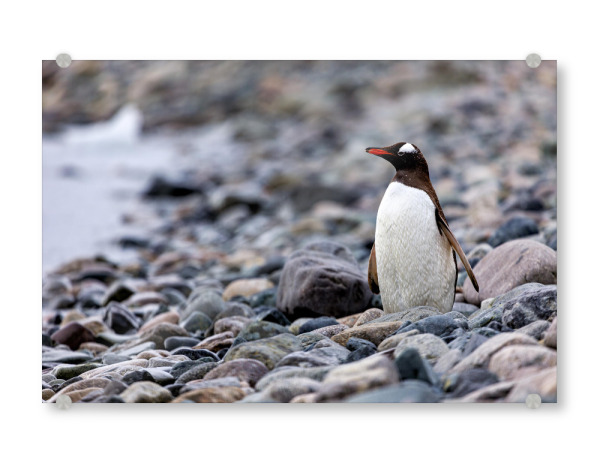 Acrylglasbild "Strand mit Pinguin" artboxONE - Natur,Tiere - Antarktis,Südpol,Pinguin,Eselspinguin,Vogel,Wildlife
