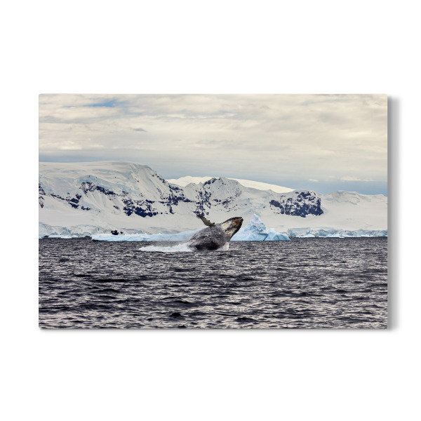 Galerie-Print "Springender Wal" 75x50 cm artboxONE