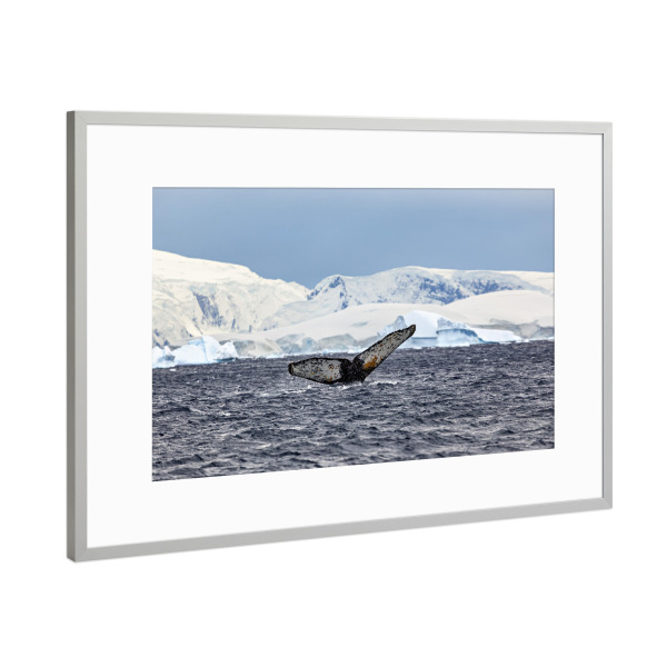 Poster mit Rahmen Silber "Walbeobachtung" artboxONE - Natur,Tiere - Wal,Buckelwal,Meer,Ozean,Meeressäuger,Antarktis,Walflosse,Walbeobachtung