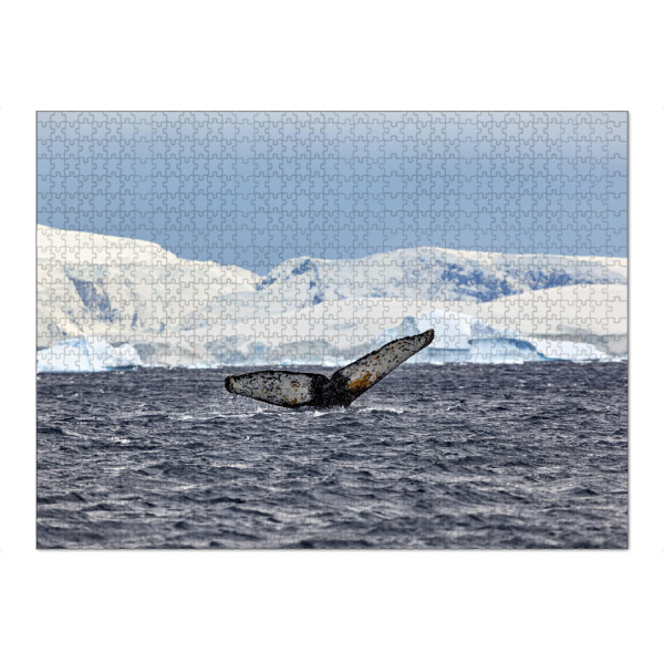 Puzzle Ravensburger "Walbeobachtung" artboxONE - Natur,Tiere - Wal,Buckelwal,Meer,Ozean,Meeressäuger,Antarktis,Walflosse,Walbeobachtung - Bild wal