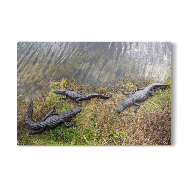 Galerie-Print "The Three Gators" 75x50 cm artboxONE