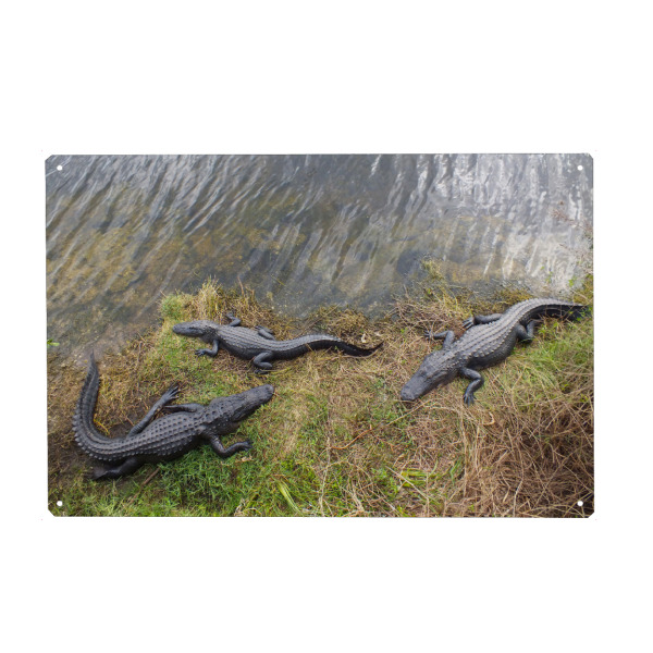 Metall Poster "The Three Gators" artboxONE - Natur,Reise,Tiere,Reise / Länder