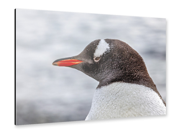 Alu-Dibond "Eselspinguin Porträt" 75x50 cm artboxONE