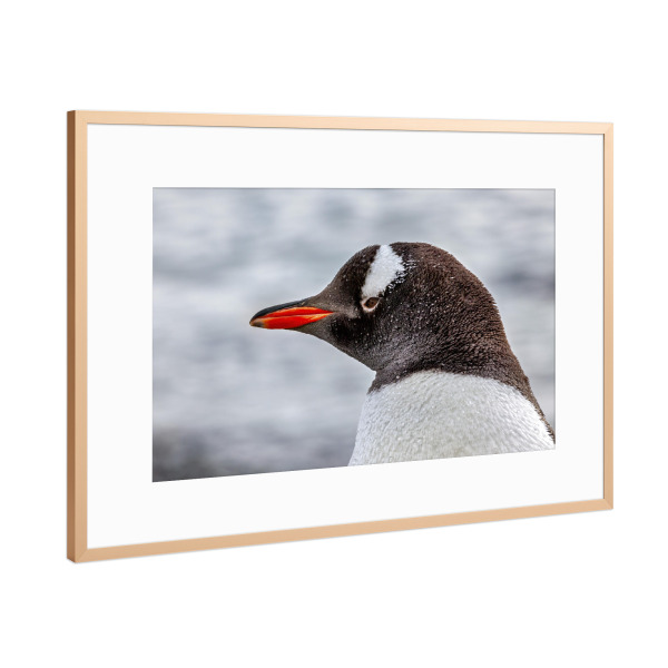 Poster mit Rahmen Kupfer "Eselspinguin Porträt" artboxONE - Natur,Tiere - Antarktis,Südpol,Pinguin,Eselspinguin,Vogel,Wildlife