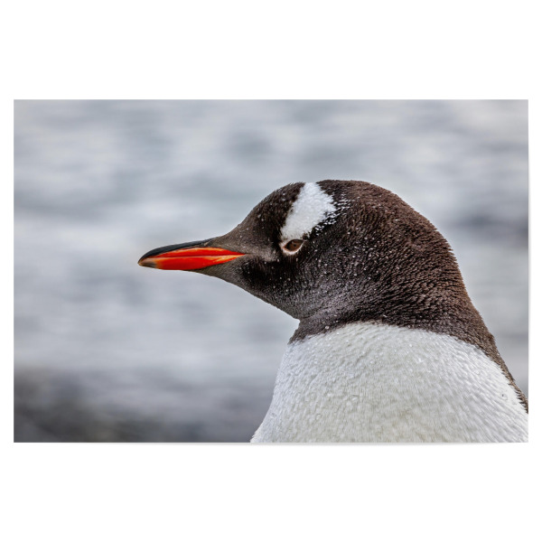 Poster 30x20 cm "Eselspinguin Porträt" artboxONE - Natur,Tiere - Antarktis,Südpol,Pinguin,Eselspinguin,Vogel,Wildlife